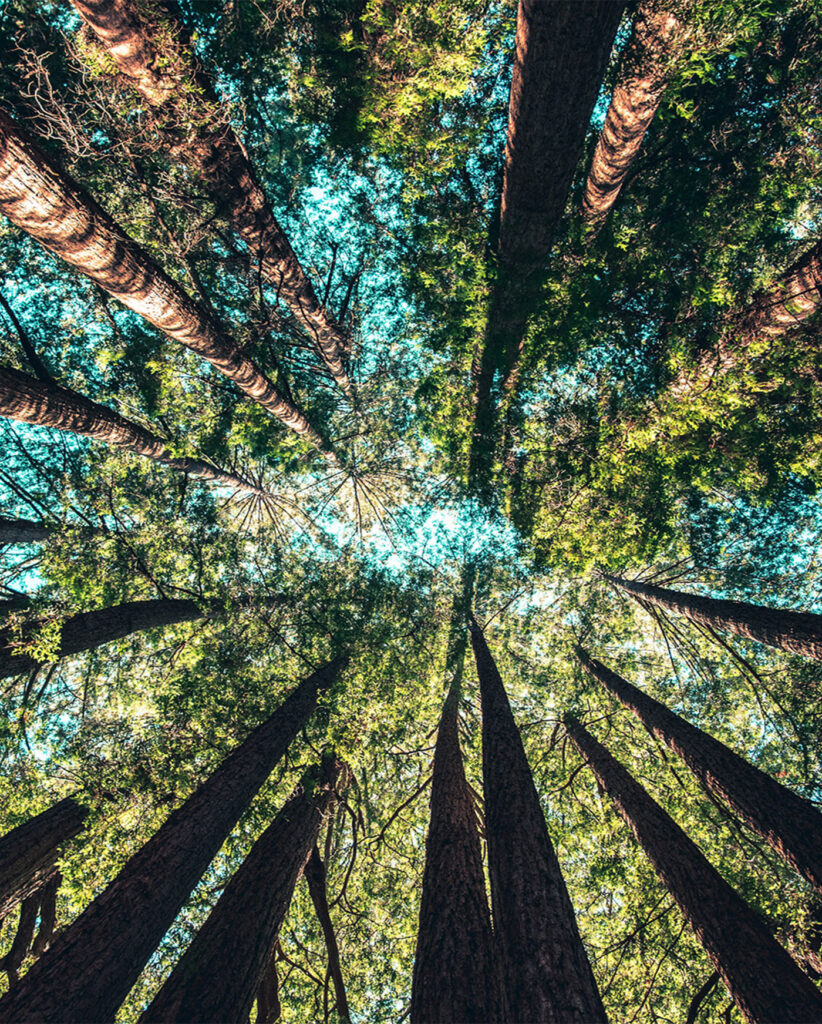 the view of the trees from below