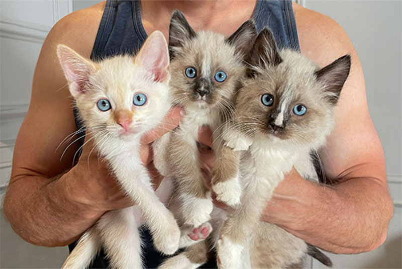 three siamese kittens being held
