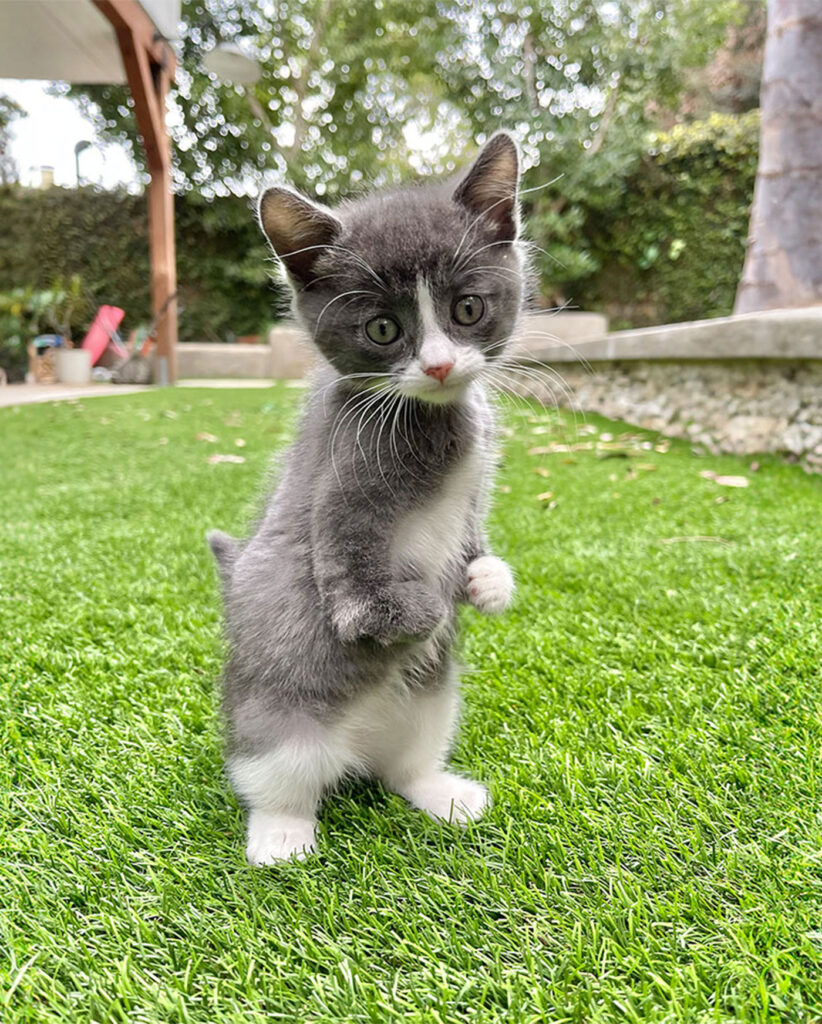 a gray and white kitten standing on it's hind legs, the kitten has no front paws